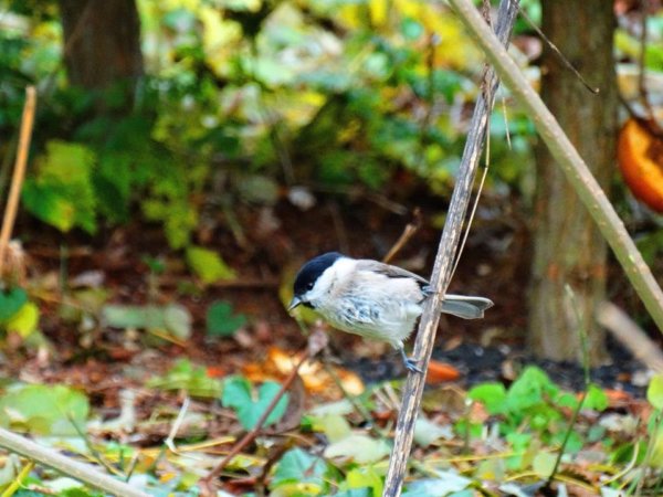 12316480_1160440263985964_8746155425197612640_n