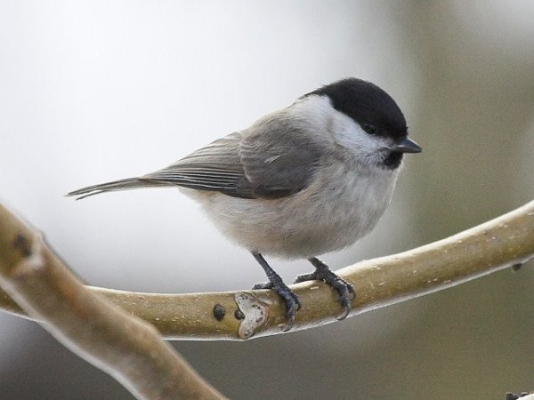 12342543_1163112673718723_7405823937384624221_n