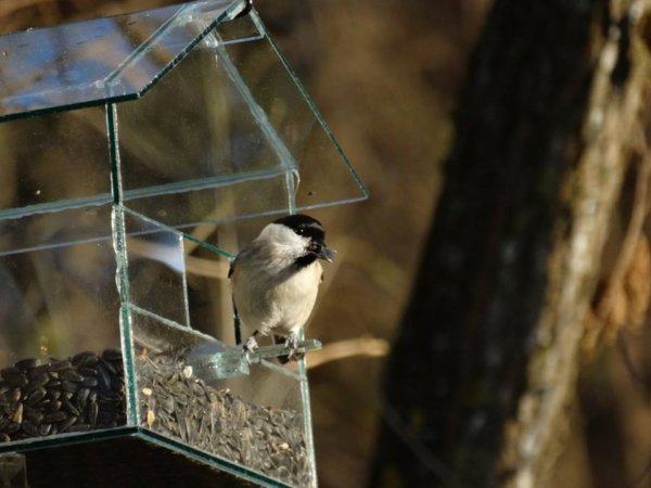 12347775_1163049677058356_4977898729951737270_n