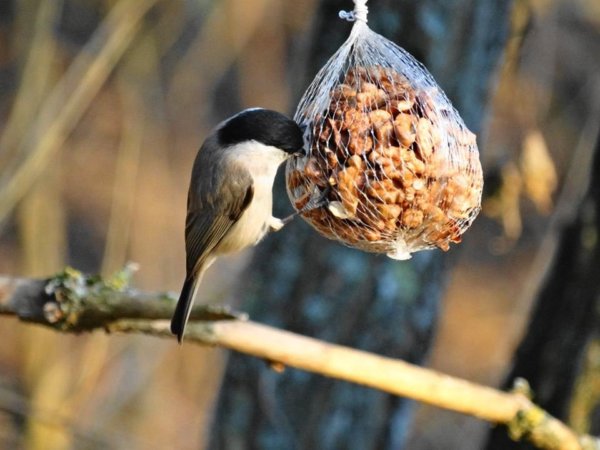 12366295_1163053327057991_6287937284703509420_n