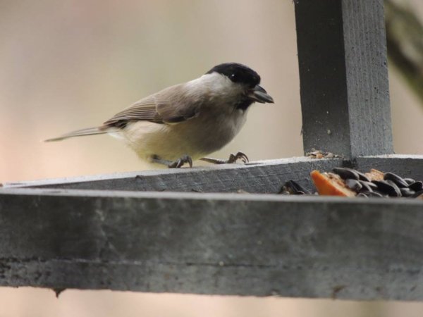 12369271_1160835487279775_7636755700904891420_n