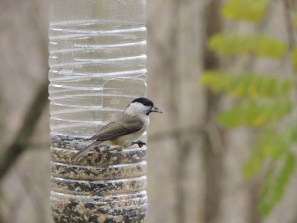 12373162_1160834560613201_928467680858436456_n