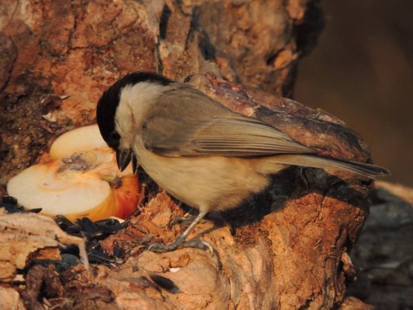 12729185_1204171652946158_5374889926655992819_n