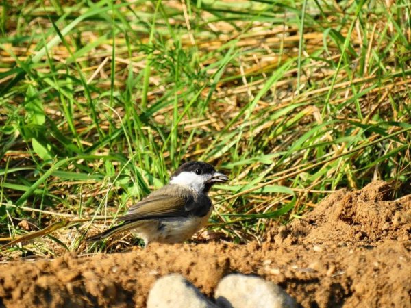 13769589_1320342261329096_7951009409896748678_n