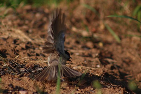 13879357_1330284350334887_4604904287171692304_n