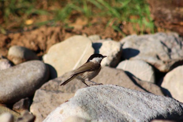 14102760_1348084091888246_7709100788267965811_n