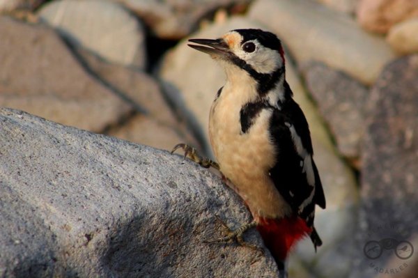 14440743_1379282505435071_4631680136527190971_n