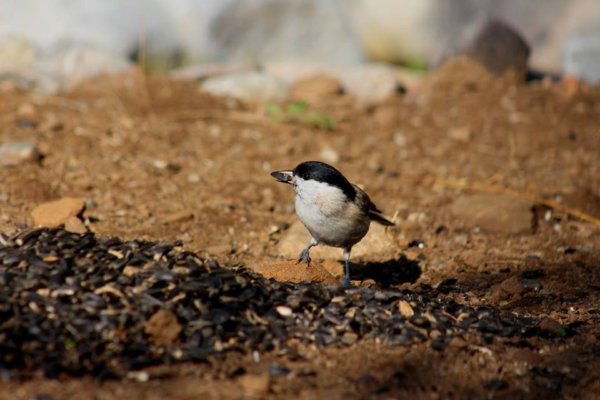 14448968_1379282605435061_2252665920962972479_n