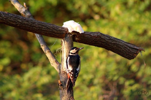 14680645_1401315633231758_4540883475483747036_n