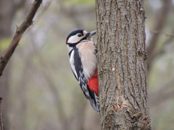 15036356_1424610144235640_8212326333579275153_n