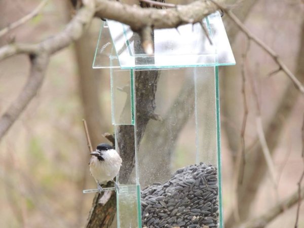 15095077_1424621480901173_4472633378536905920_n