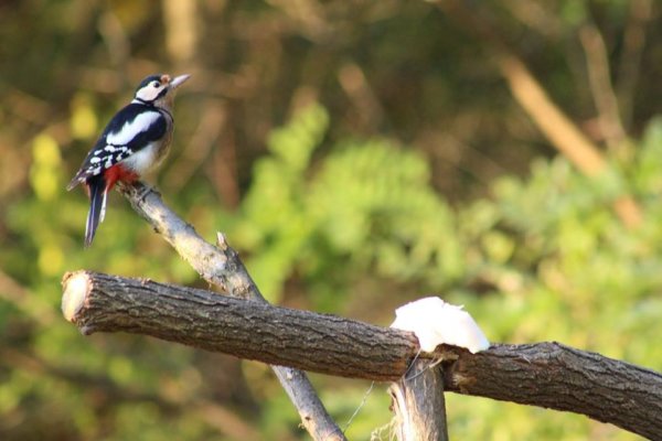 15179164_1436707633025891_4434088833534416615_n