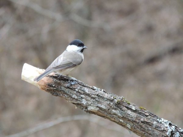 15253567_1444721808891140_53293851990694441_n