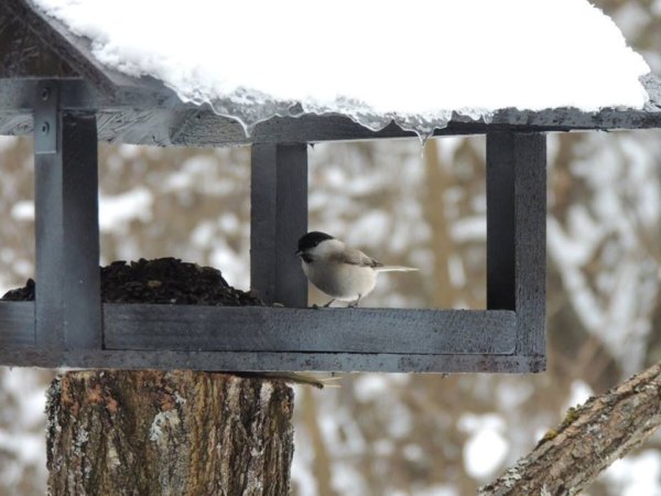 15420755_1456967620999892_3759395517999383294_n