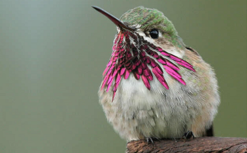 méhkolibri; Szülők Háza Magazin; madár;