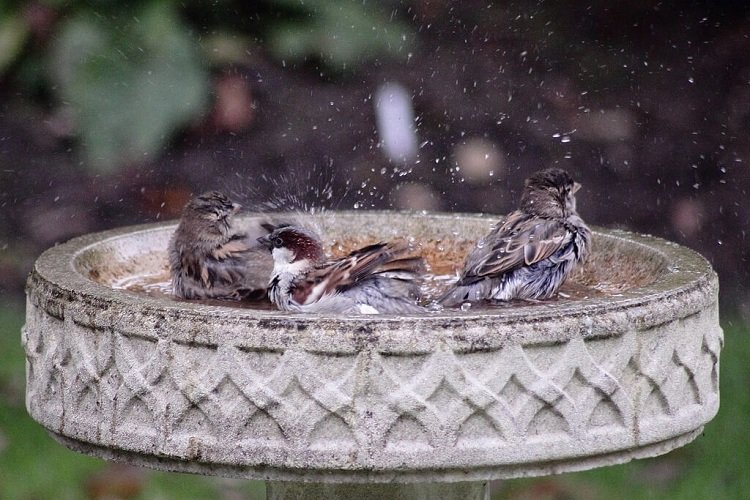 Képtalálat a következőre: „madáritató virágalátétből”