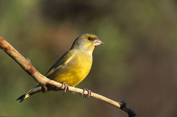 Carduelis_chloris_5_(Marek_Szczepanek)