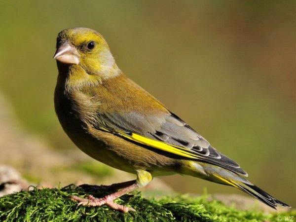 Zöldike-Carduelis-chloris-hím