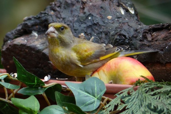 bird-675127_960_720