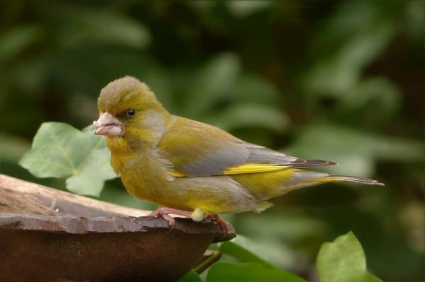 bird-757218_960_720