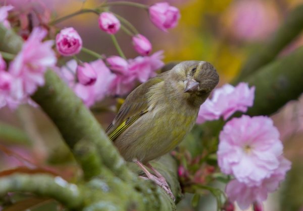 greenfinch-1744769_960_720