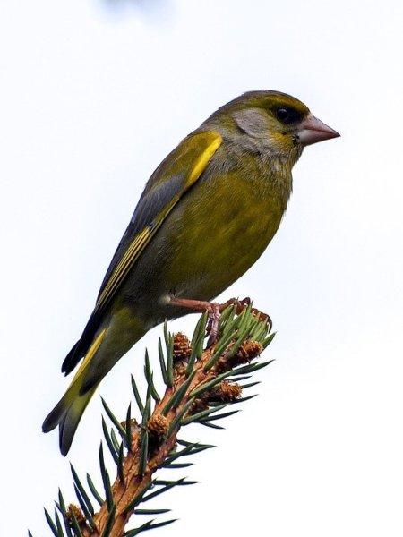 greenfinch-2404813_960_720