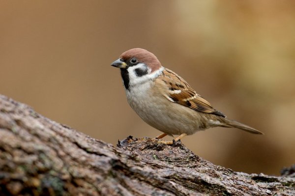 6D46F61D586267444A968E2E0D04C8F2-ringmus