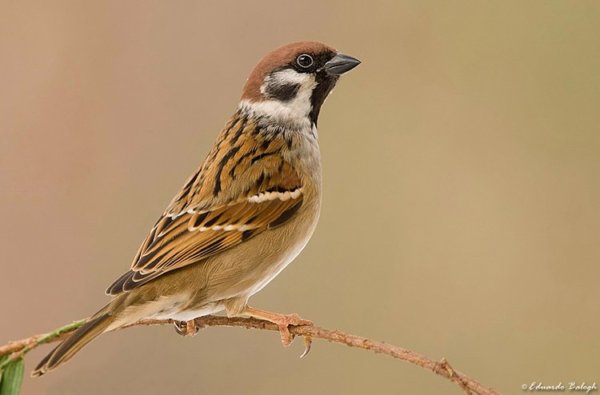 DSC_1953_jpgkujh_filtered_jpge