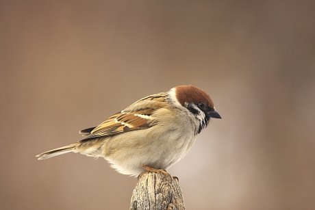 mezei_vereb_orban_zoltan_0002