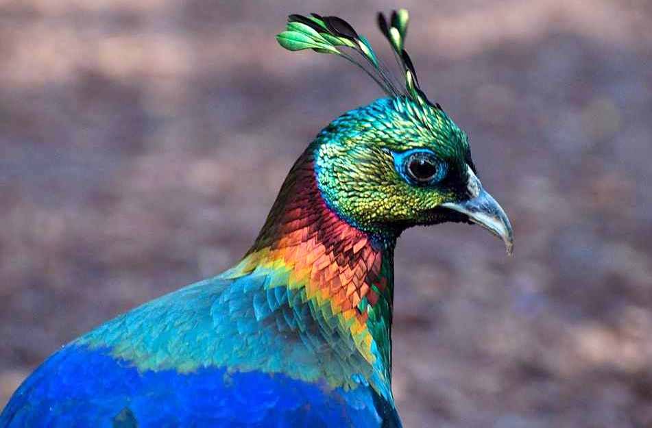 Képtalálat a következőre: „himalájai fényfácán”