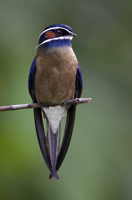 KÃ©ptalÃ¡lat a kÃ¶vetkezÅre: âWhiskered Treeswift male pinterestâ