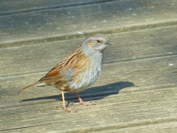 dunnock-100008_960_720