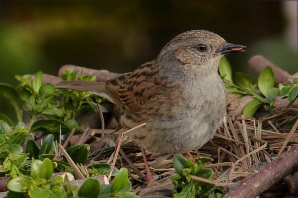 dunnock-1376788_960_720