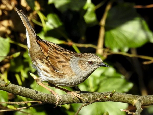 dunnock-2398030_960_720