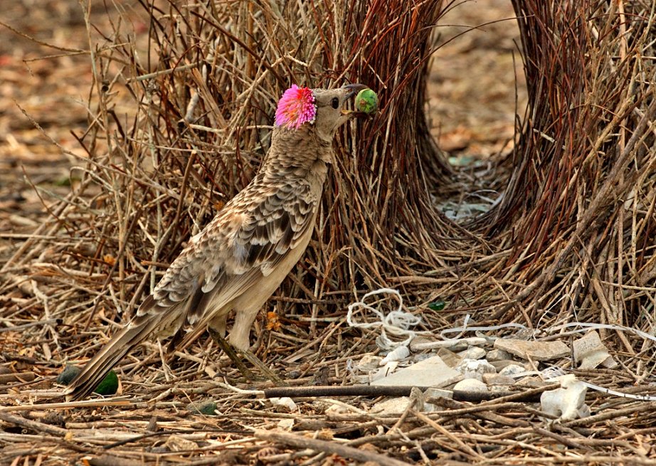 KÃ©ptalÃ¡lat a kÃ¶vetkezÅre: âgreat lugasÃ©pÃ­tÅâ