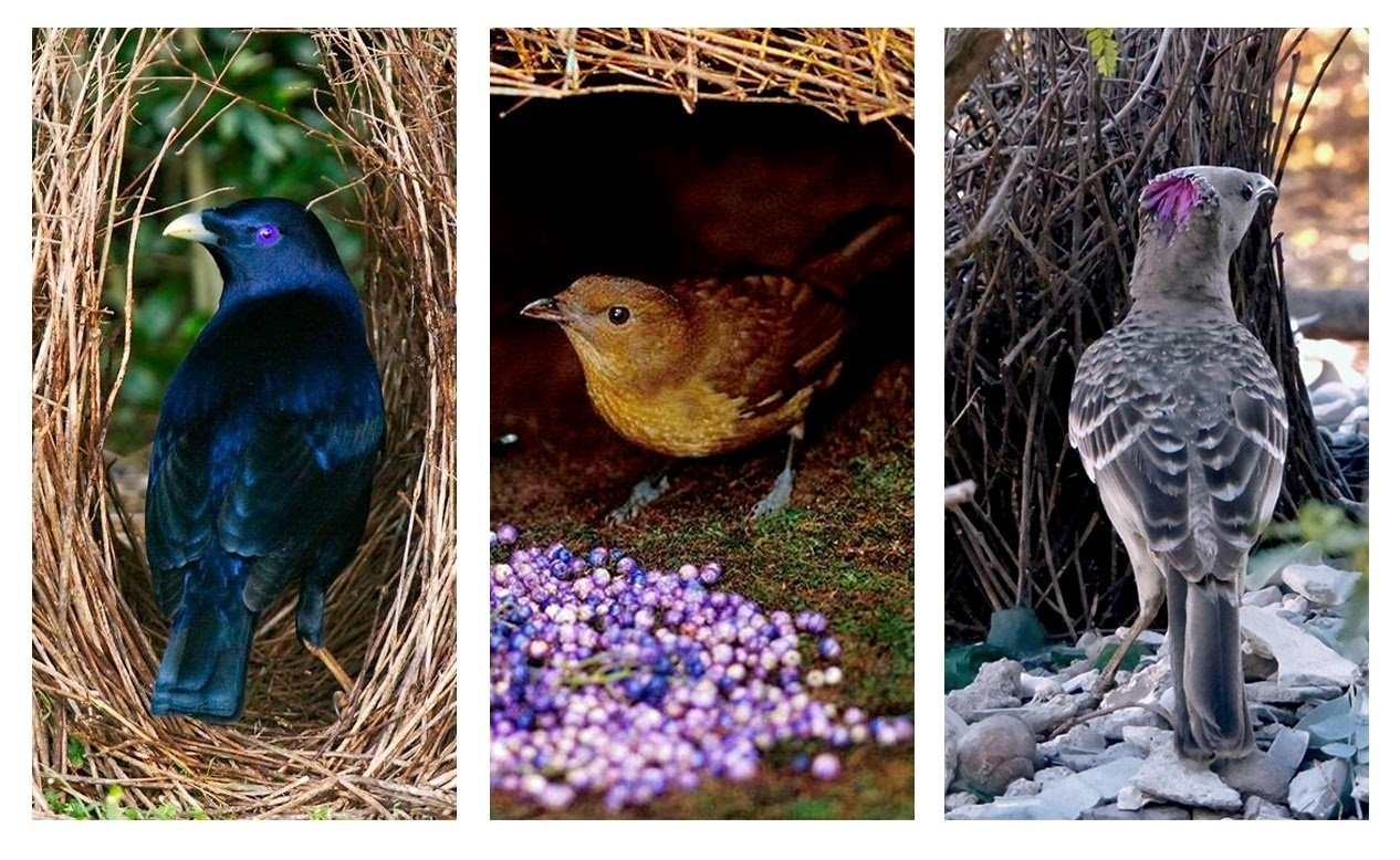 KÃ©ptalÃ¡lat a kÃ¶vetkezÅre: âselyemmadÃ¡r fÃ©szkeâ