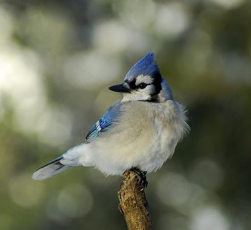 KÃ©ptalÃ¡lat a kÃ¶vetkezÅre: âkÃ©k szajkÃ³â