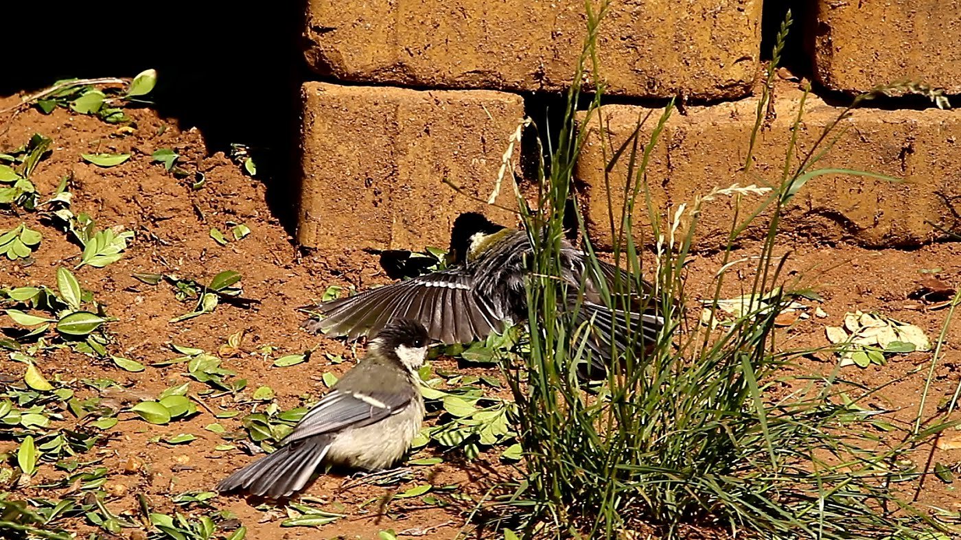 KÃ©ptalÃ¡lat a kÃ¶vetkezÅre: ânapfÃ¼rdÅzÅ madÃ¡r youtubeâ