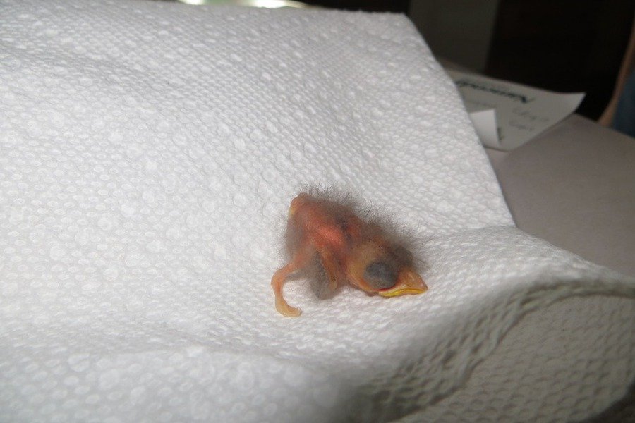 KapcsolÃ³dÃ³ kÃ©p