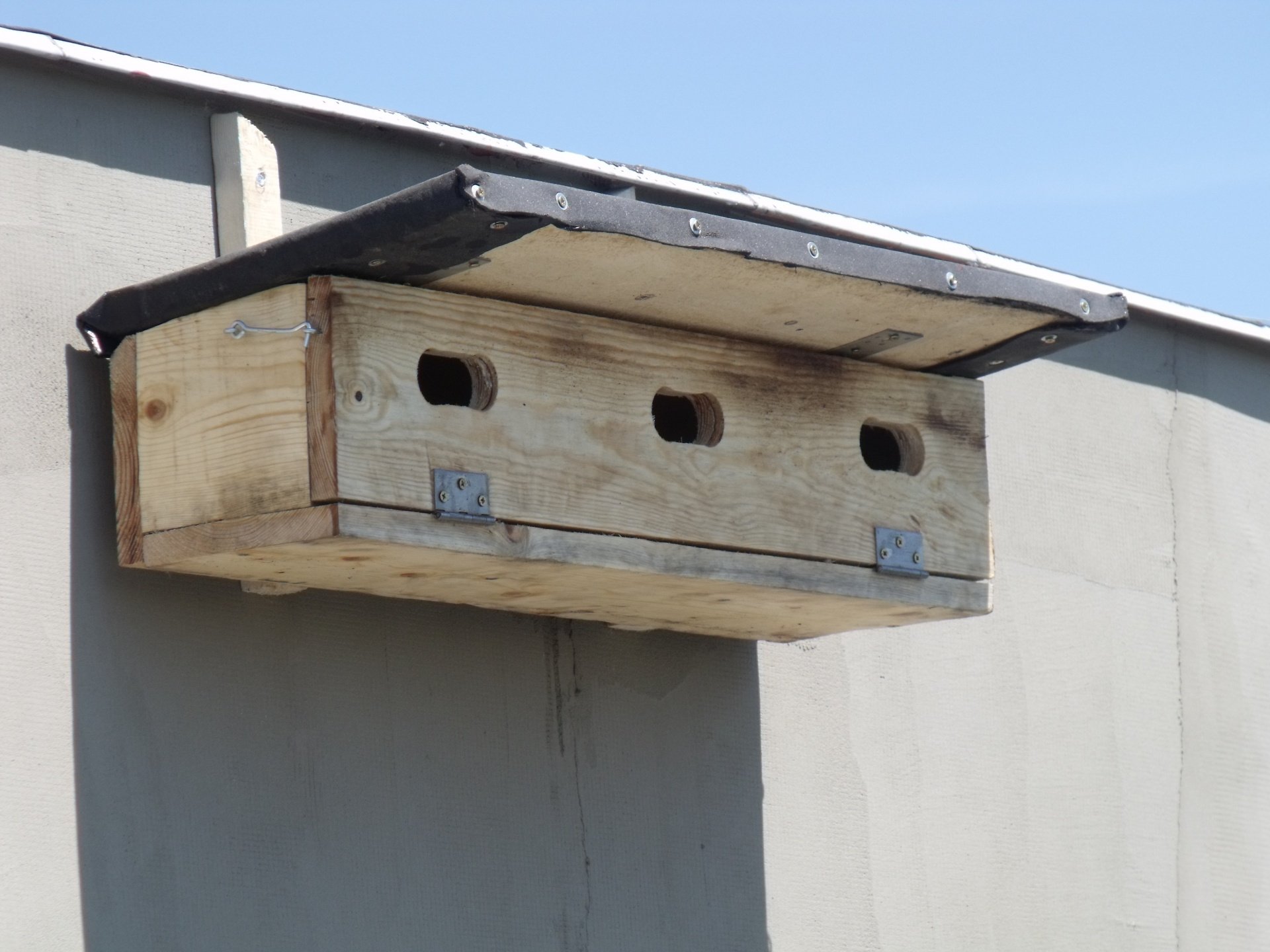 KÃ©ptalÃ¡lat a kÃ¶vetkezÅre: âsarlÃ³sfecske odÃºâ