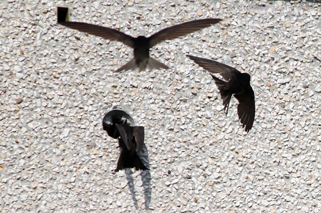 KÃ©ptalÃ¡lat a kÃ¶vetkezÅre: âsarlÃ³sfecske fÃ©szekâ