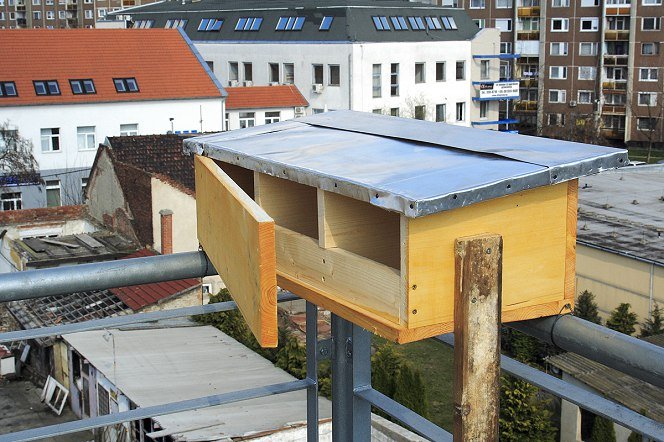 KÃ©ptalÃ¡lat a kÃ¶vetkezÅre: âsarlÃ³sfecske odÃºâ