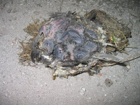 KapcsolÃ³dÃ³ kÃ©p