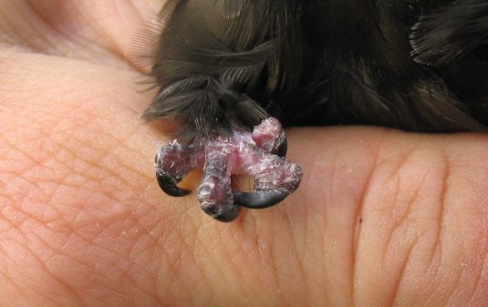 KapcsolÃ³dÃ³ kÃ©p