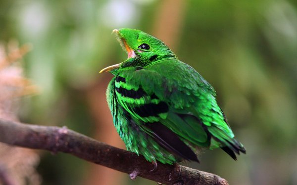 KÃ©ptalÃ¡lat a kÃ¶vetkezÅre: âGreen broadbillâ