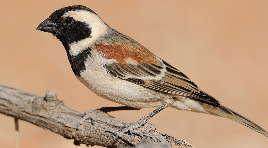 KÃ©ptalÃ¡lat a kÃ¶vetkezÅre: âcape sparrowâ