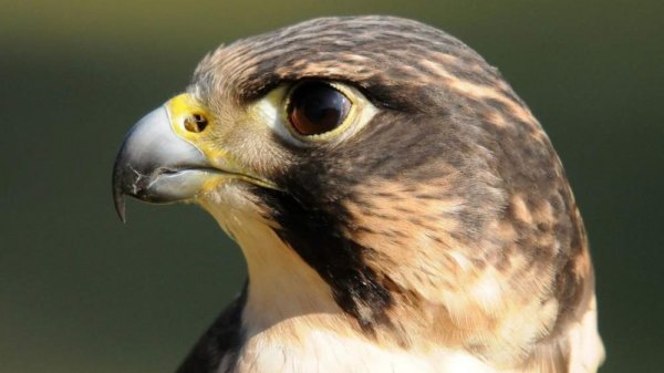 solyom1-e1507044905523