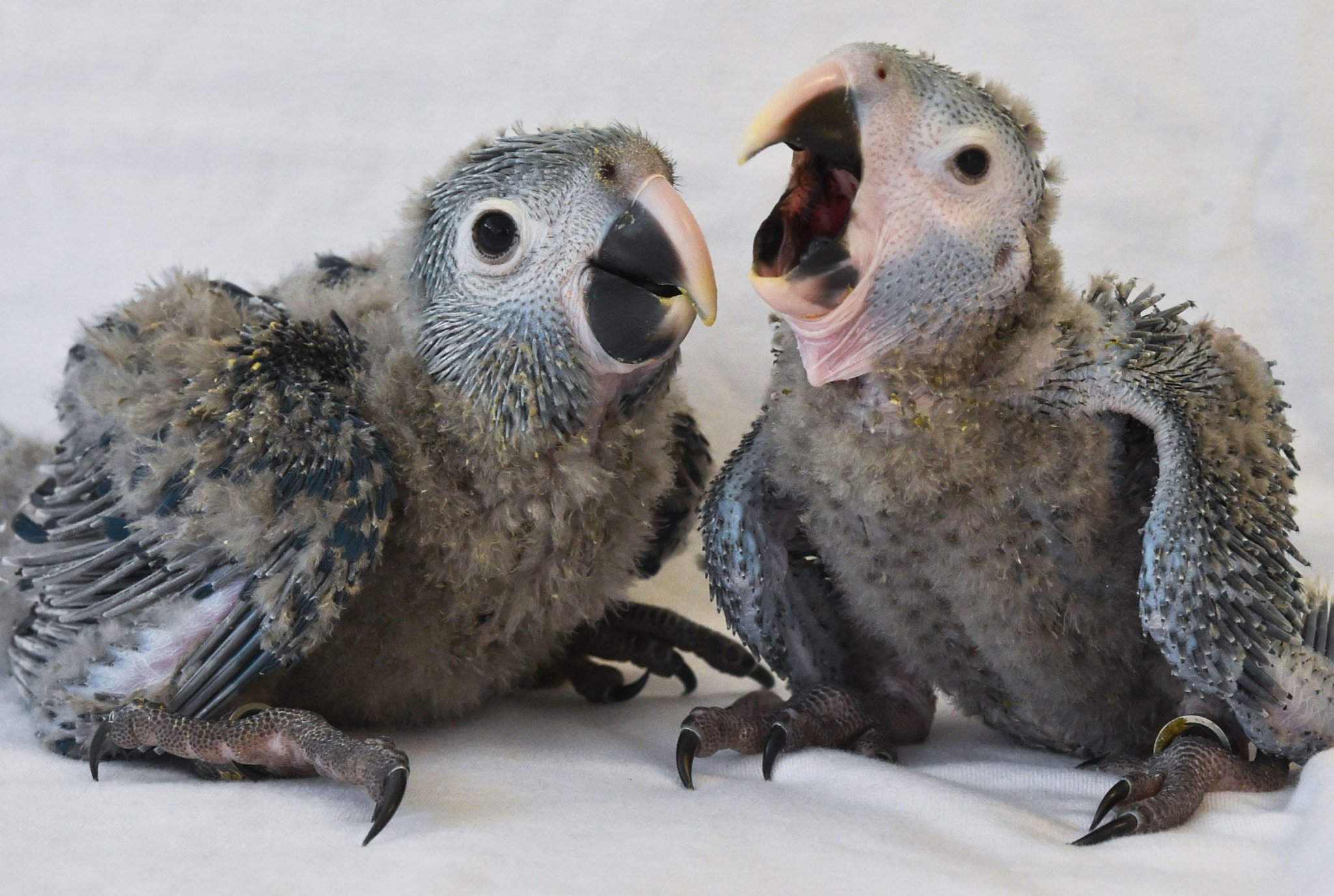 Képtalálat a következÅre: âspix macaw babyâ