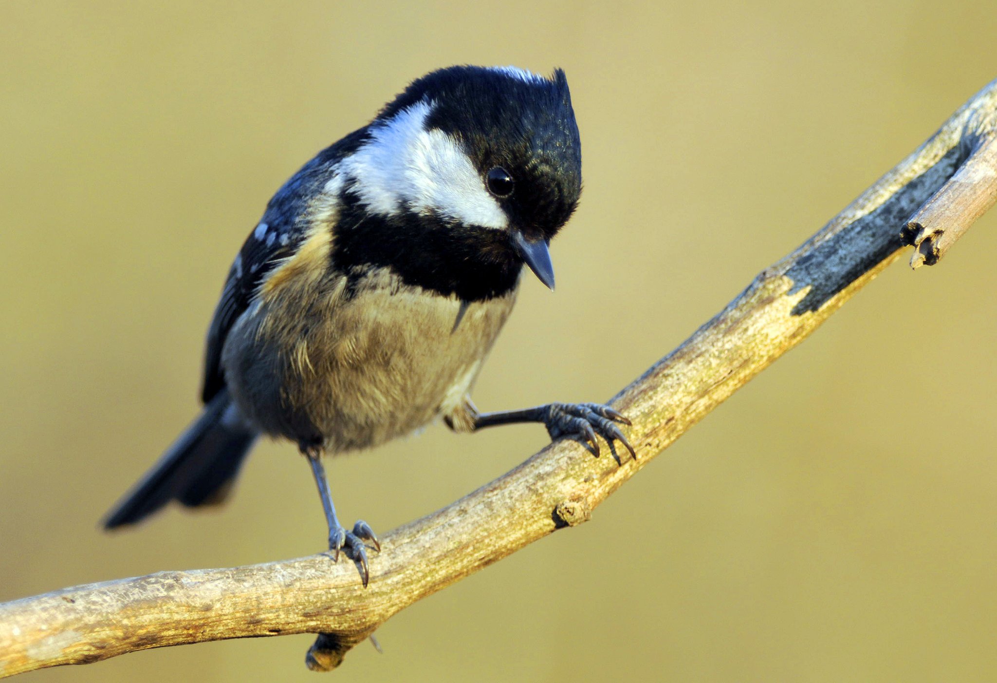 KÃ©ptalÃ¡lat a kÃ¶vetkezÅre: âfenyvescinegeâ