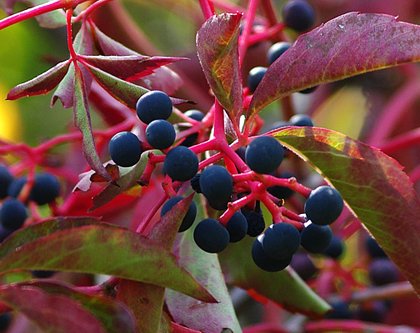 KapcsolÃ³dÃ³ kÃ©p